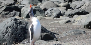 Un millón de especies del planeta está en peligro de extinción. Foto: EFE